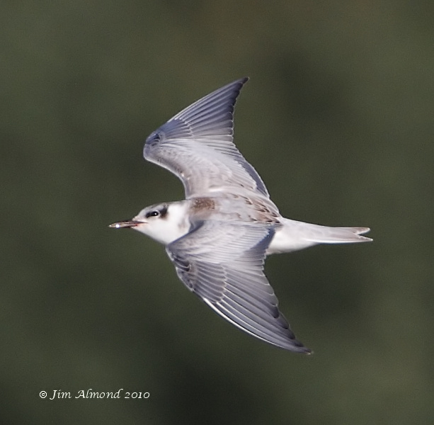 Whiskered Tern juvenile VP 29 8 10  IMG_5763 1_filtered
